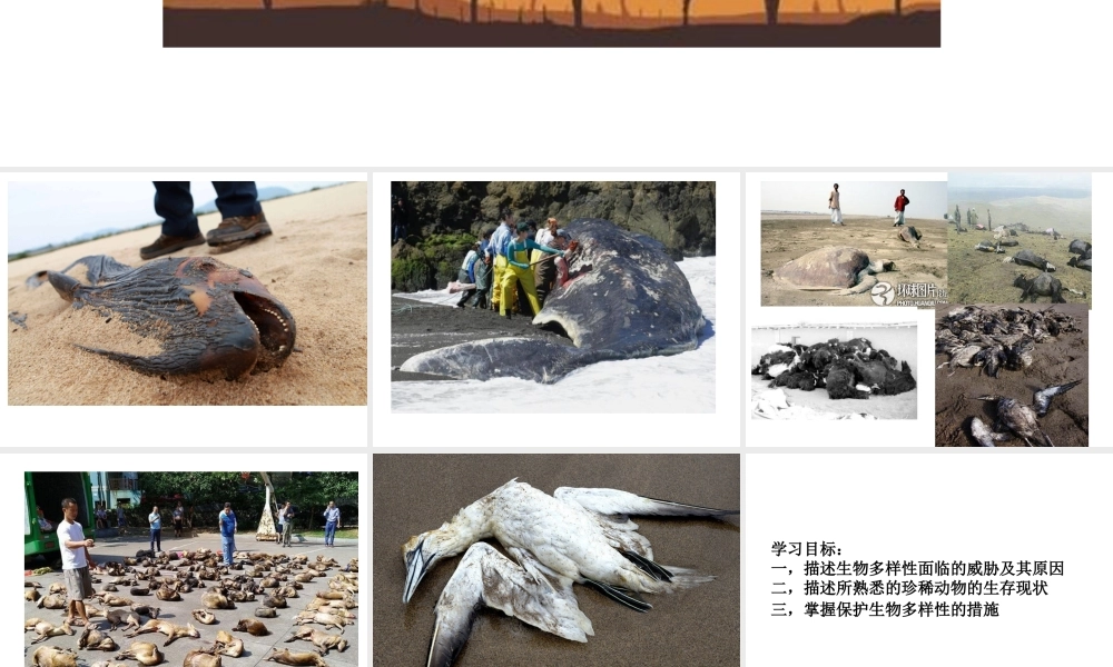 八年级生物上册 6.3《保护生物的多样性》课件4 （新版）新人教版-（新版）新人教版初中八年级上册生物课件