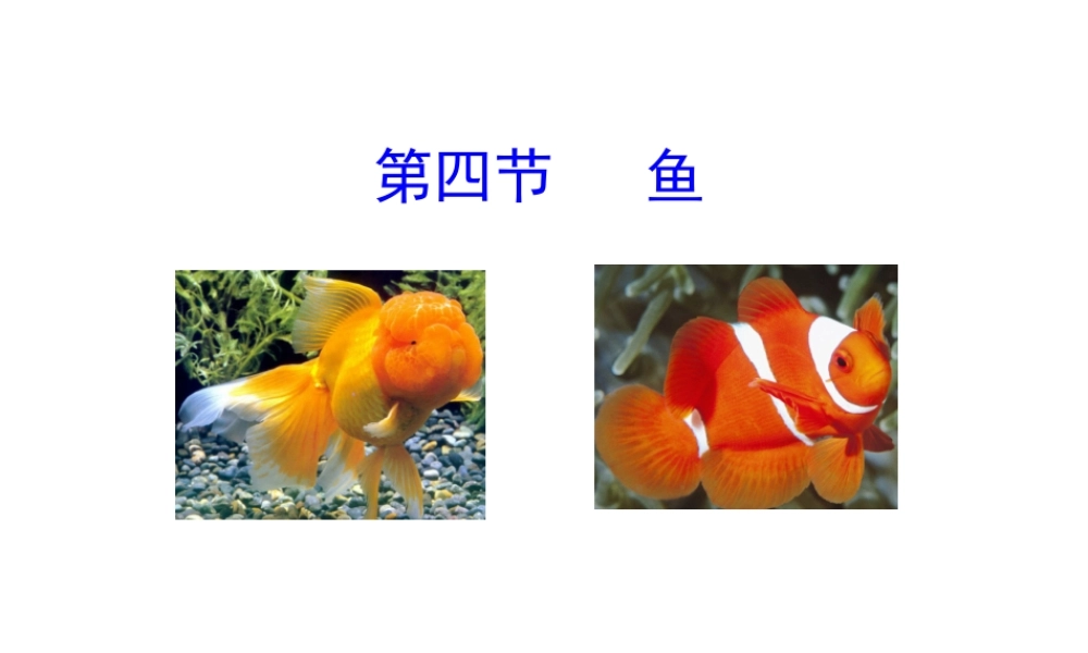 八年级生物上册 5.1.4《鱼》课件1 （新版）新人教版-（新版）新人教版初中八年级上册生物课件