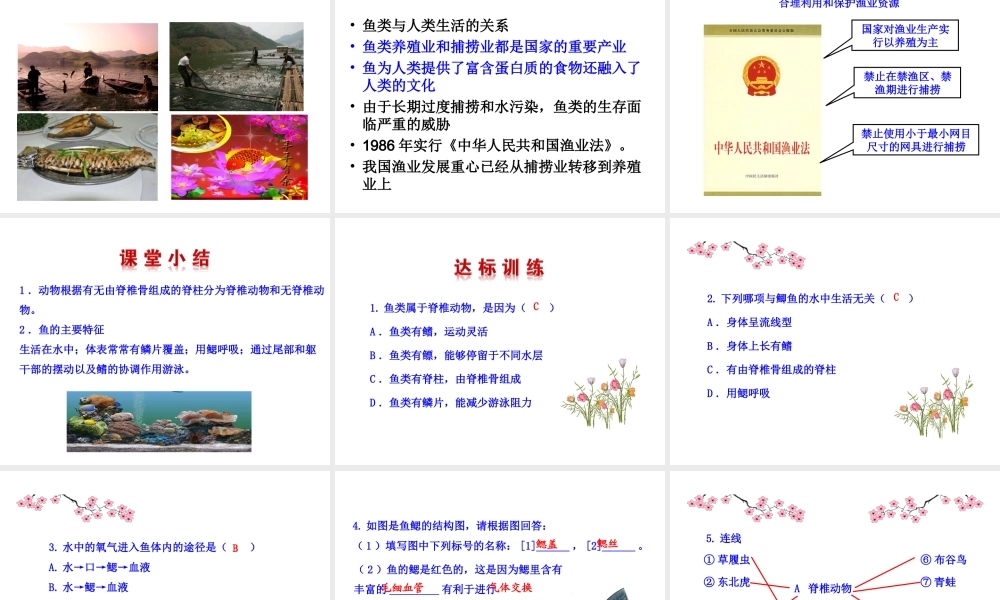 八年级生物上册 5.1.4《鱼》课件1 （新版）新人教版-（新版）新人教版初中八年级上册生物课件