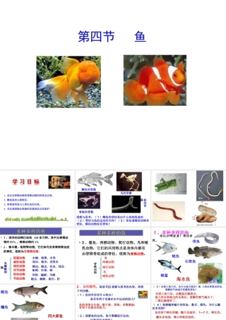 八年级生物上册 5.1.4《鱼》课件1 （新版）新人教版-（新版）新人教版初中八年级上册生物课件