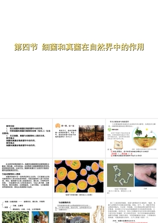八年级生物上册 5.4.4 细菌和真菌在自然界中的作用课件 （新版）新人教版-（新版）新人教版初中八年级上册生物课件