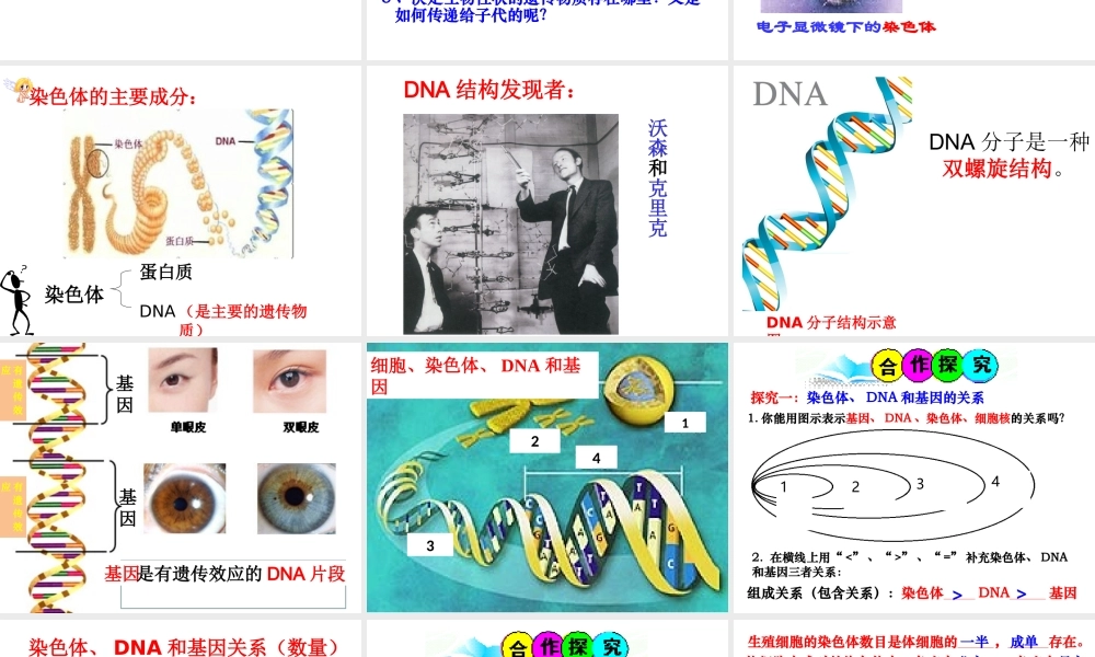 八年级生物上册 《性状遗传的物质基础》课件3 （新版）北师大版-（新版）北师大级上册生物课件