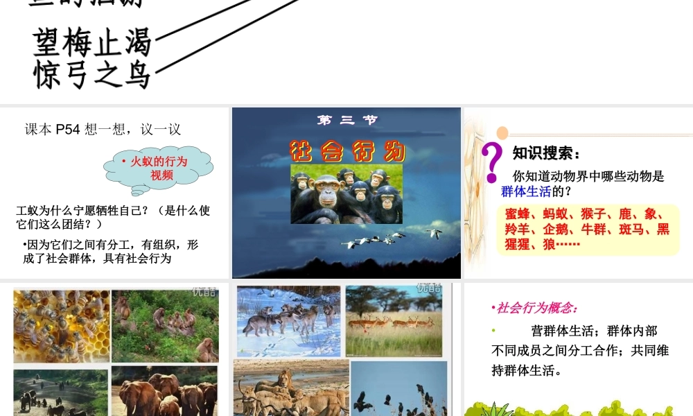 八年级生物上册 5.2.3《社会行为》课件4 （新版）新人教版-（新版）新人教级上册生物课件