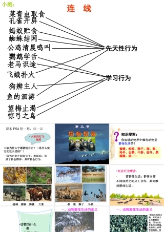 八年级生物上册 5.2.3《社会行为》课件4 （新版）新人教版-（新版）新人教级上册生物课件