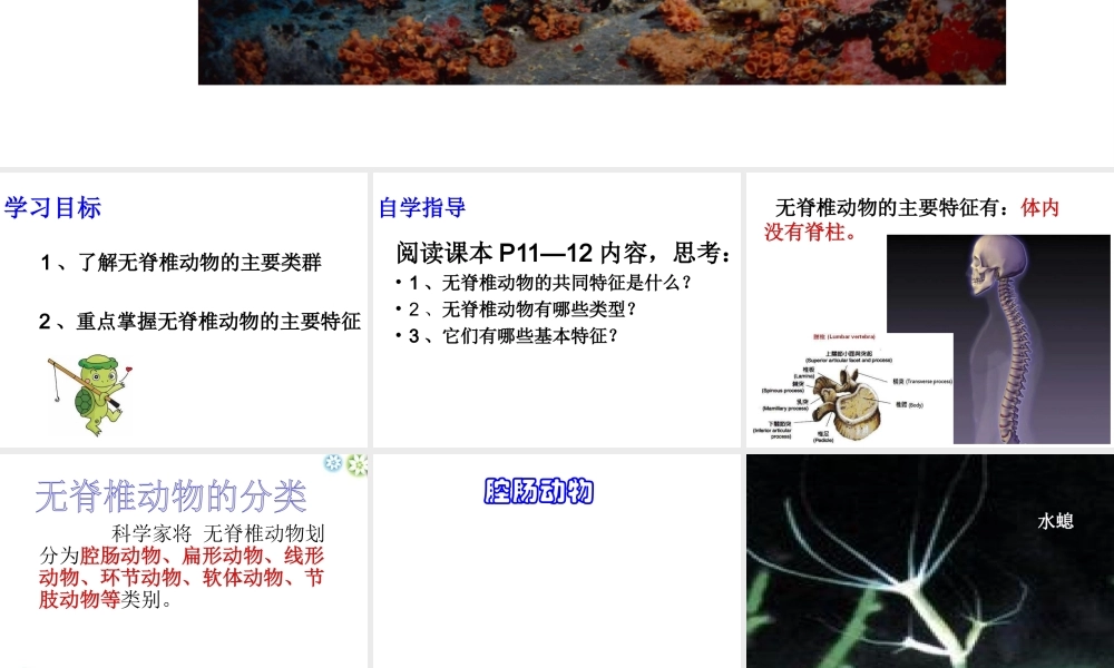 八年级生物上册 第14章 第二节千姿百态的动物世界课件 （新版）苏教版-（新版）苏教版初中八年级上册生物课件