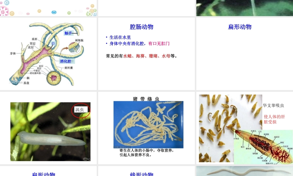八年级生物上册 第14章 第二节千姿百态的动物世界课件 （新版）苏教版-（新版）苏教版初中八年级上册生物课件