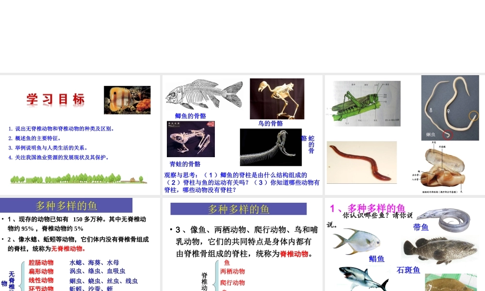 八年级生物上册 5.1.4《鱼》课件1 （新版）新人教版-（新版）新人教级上册生物课件