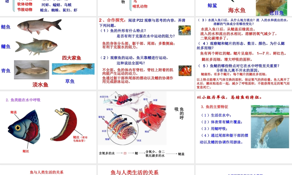 八年级生物上册 5.1.4《鱼》课件1 （新版）新人教版-（新版）新人教级上册生物课件