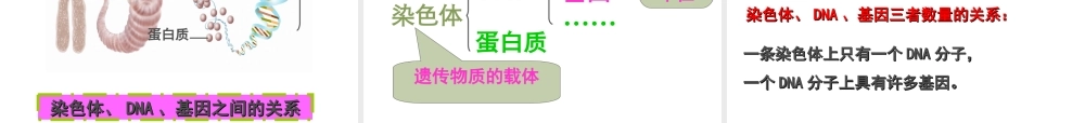 八年级生物上册 《性状遗传的物质基础》课件4 （新版）北师大版-（新版）北师大级上册生物课件