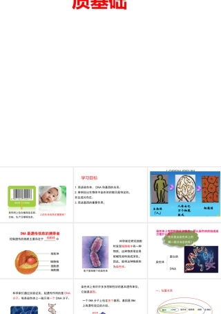 八年级生物上册 《性状遗传的物质基础》课件4 （新版）北师大版-（新版）北师大级上册生物课件