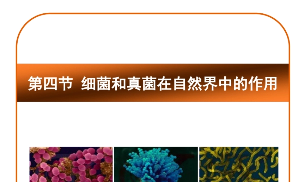 八年级生物上册 5.4.4 细菌和真菌在自然界中的作用课件 （新版）新人教版