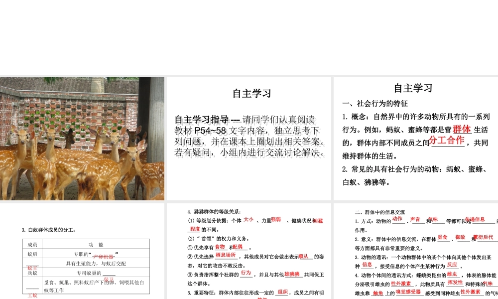 八年级生物上册 5.2.3社会行为课件 （新版）新人教版-（新版）新人教级上册生物课件