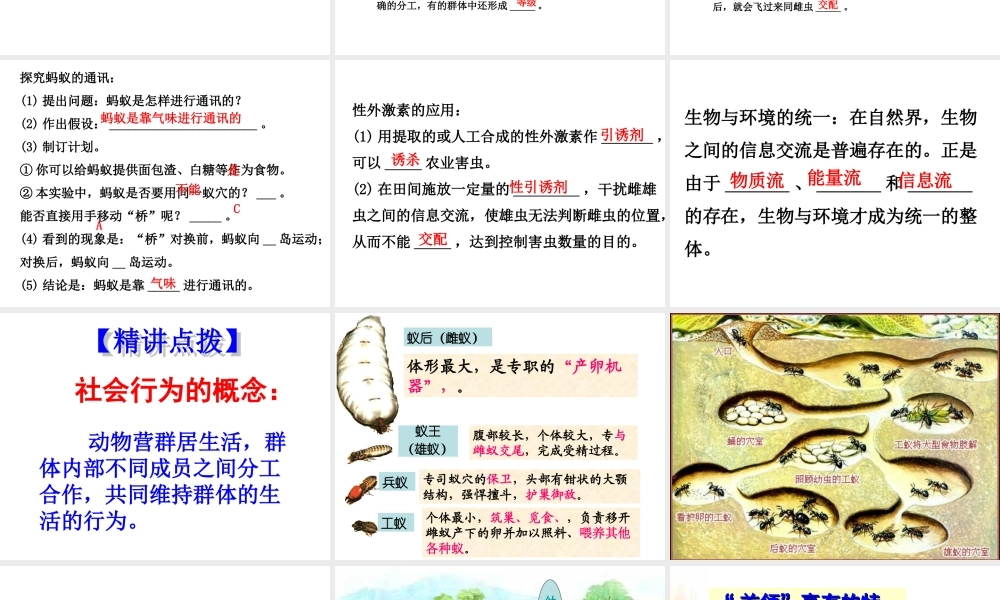 八年级生物上册 5.2.3社会行为课件 （新版）新人教版-（新版）新人教级上册生物课件