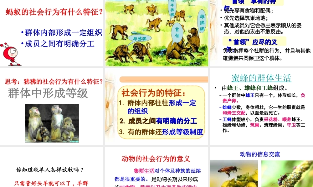 八年级生物上册 5.2.3社会行为课件 （新版）新人教版-（新版）新人教级上册生物课件