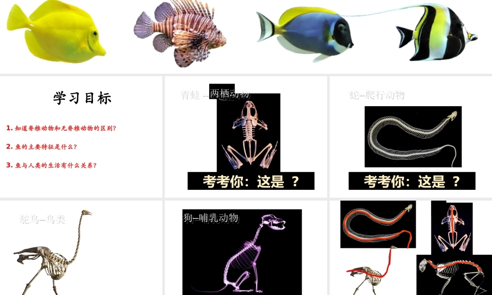 八年级生物上册 5.1.4《鱼》课件2 （新版）新人教版-（新版）新人教版初中八年级上册生物课件