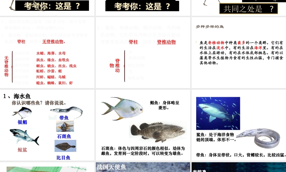 八年级生物上册 5.1.4《鱼》课件2 （新版）新人教版-（新版）新人教版初中八年级上册生物课件