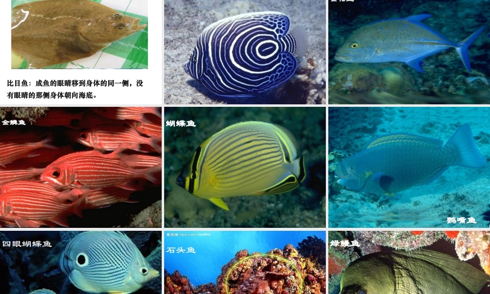 八年级生物上册 5.1.4《鱼》课件2 （新版）新人教版-（新版）新人教版初中八年级上册生物课件