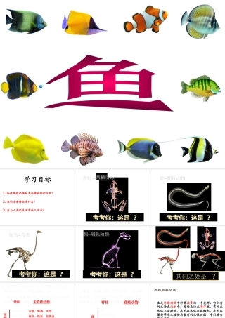 八年级生物上册 5.1.4《鱼》课件2 （新版）新人教版-（新版）新人教版初中八年级上册生物课件