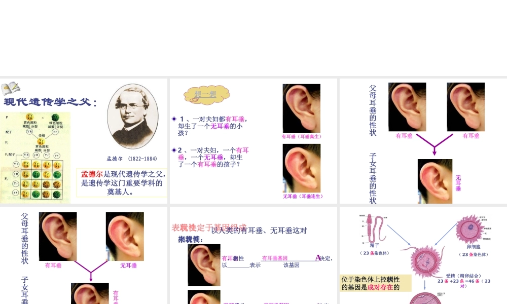 八年级生物上册 《性状遗传有一定的规律性》课件1 （新版）北师大版-（新版）北师大级上册生物课件