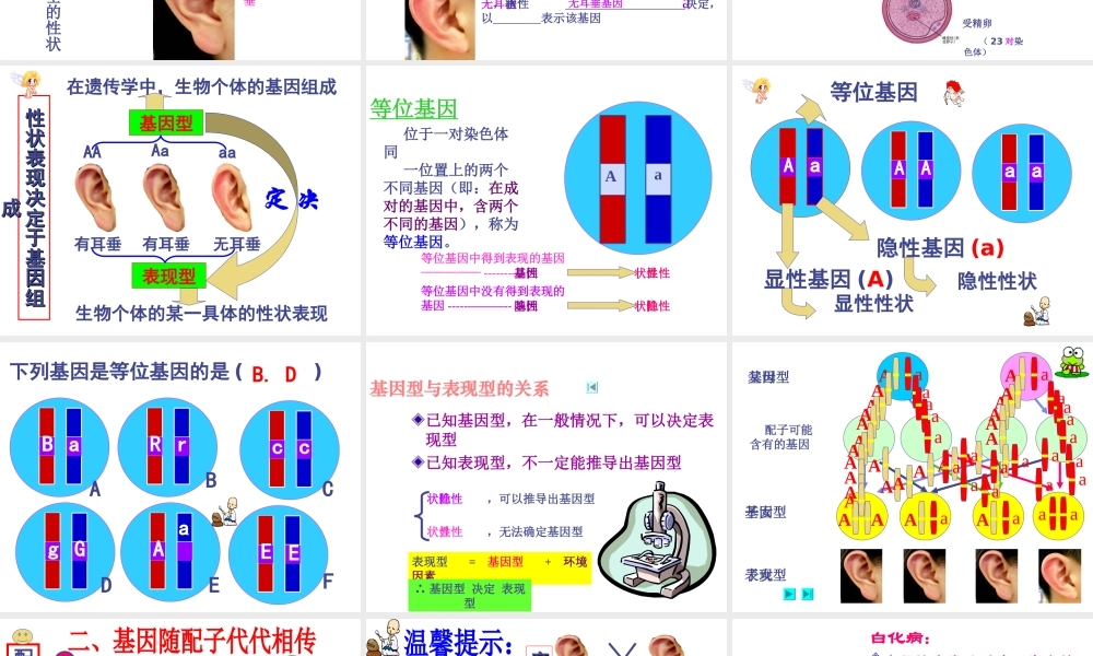 八年级生物上册 《性状遗传有一定的规律性》课件1 （新版）北师大版-（新版）北师大级上册生物课件