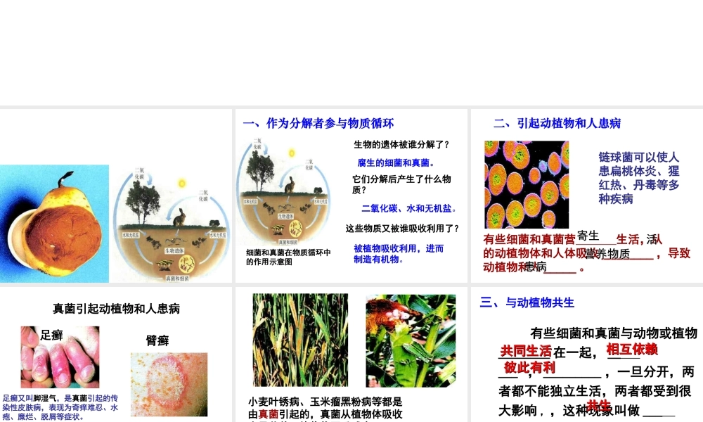 八年级生物上册 5.4.4 细菌和真菌在自然界中的作用课件（1）（新版）新人教版-（新版）新人教版初中八年级上册生物课件