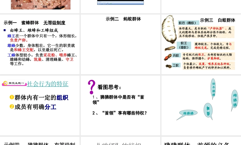 八年级生物上册 5.2.3社会行为课件 人教新课标版