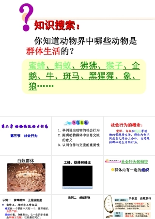 八年级生物上册 5.2.3社会行为课件 人教新课标版