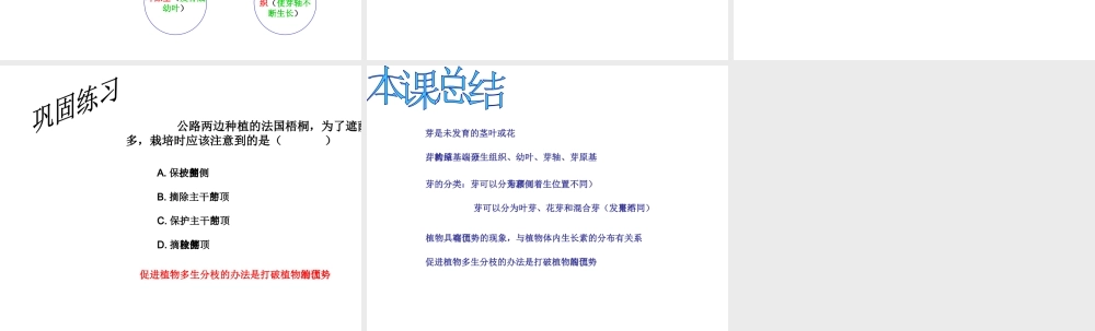 八年级生物上册 《芽的发育》课件 冀教版