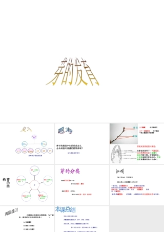 八年级生物上册 《芽的发育》课件 冀教版