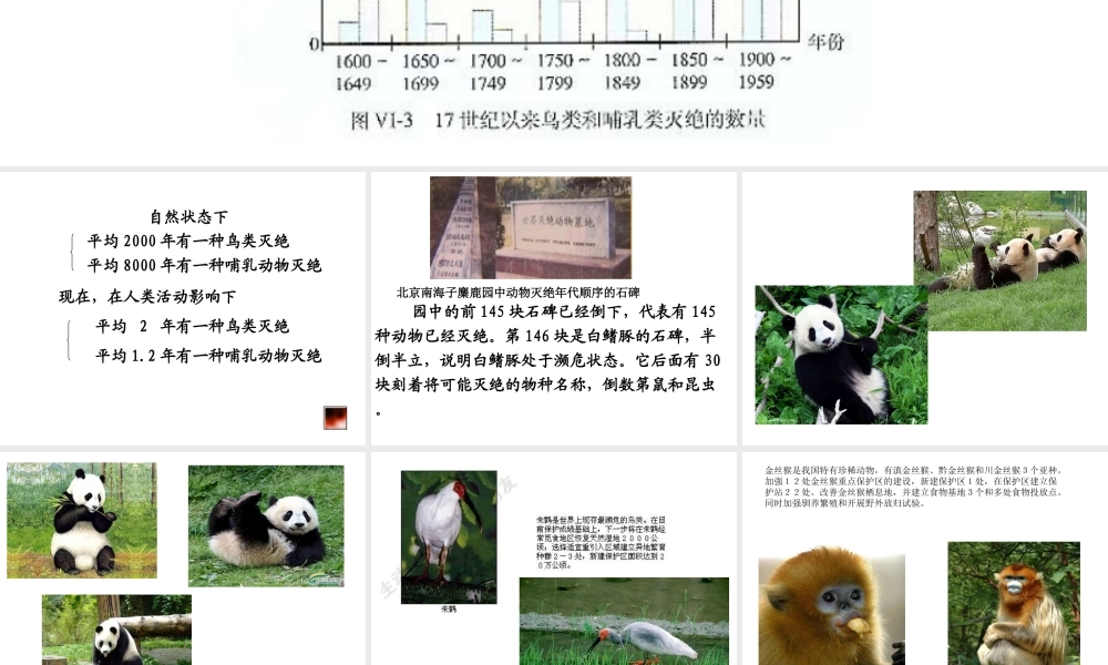 八年级生物上册 6.3保护生物的多样性课件 人教新课标版