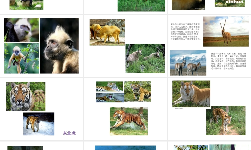 八年级生物上册 6.3保护生物的多样性课件 人教新课标版