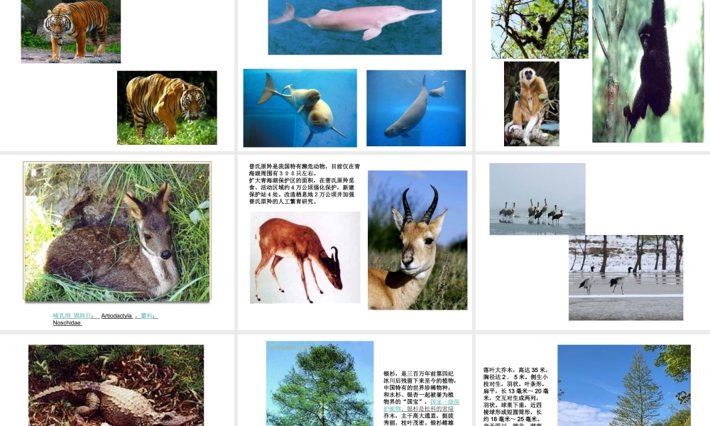 八年级生物上册 6.3保护生物的多样性课件 人教新课标版