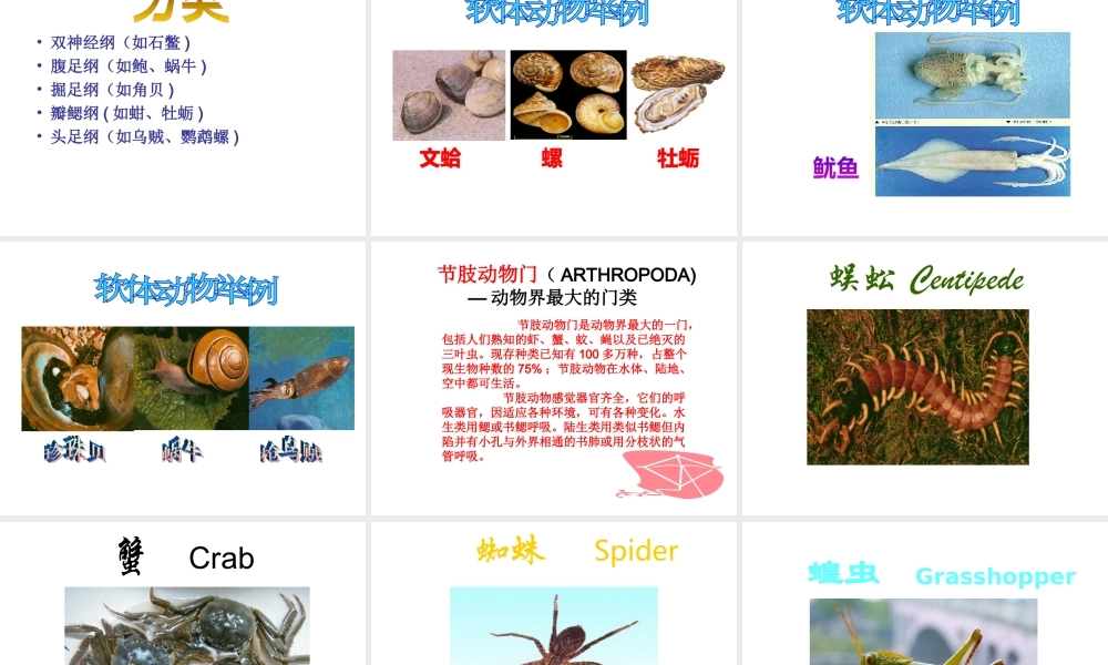 八年级生物上册 第14章 丰富多彩的生物世界课件 （新版）苏教版-（新版）苏教版初中八年级上册生物课件