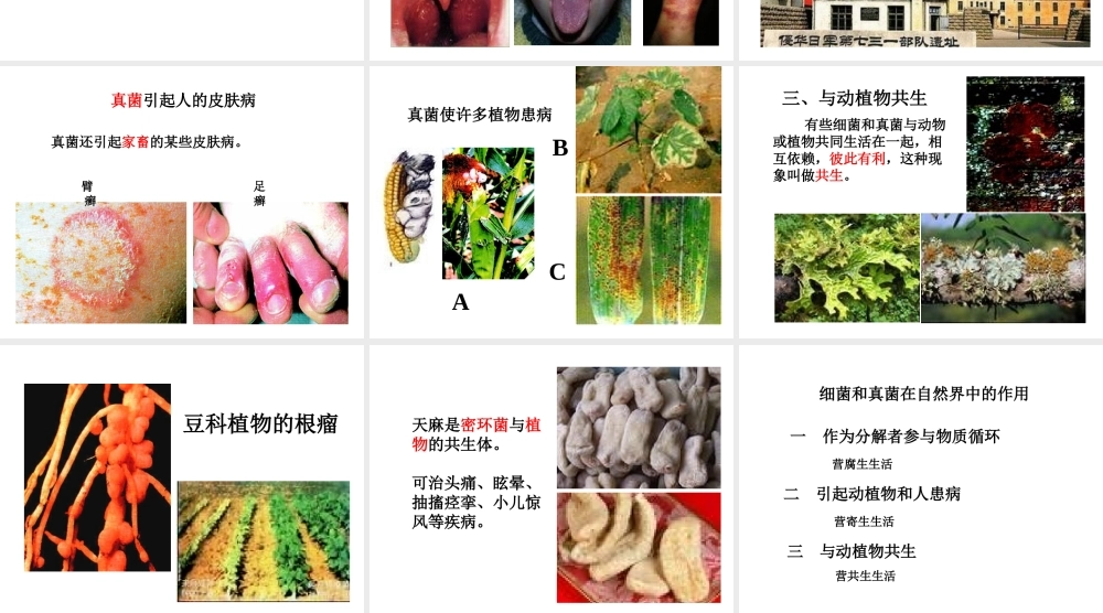 八年级生物上册 5.4.4 细菌和真菌在自然界中的作用课件1 （新版）新人教版