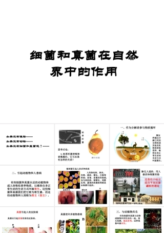 八年级生物上册 5.4.4 细菌和真菌在自然界中的作用课件1 （新版）新人教版