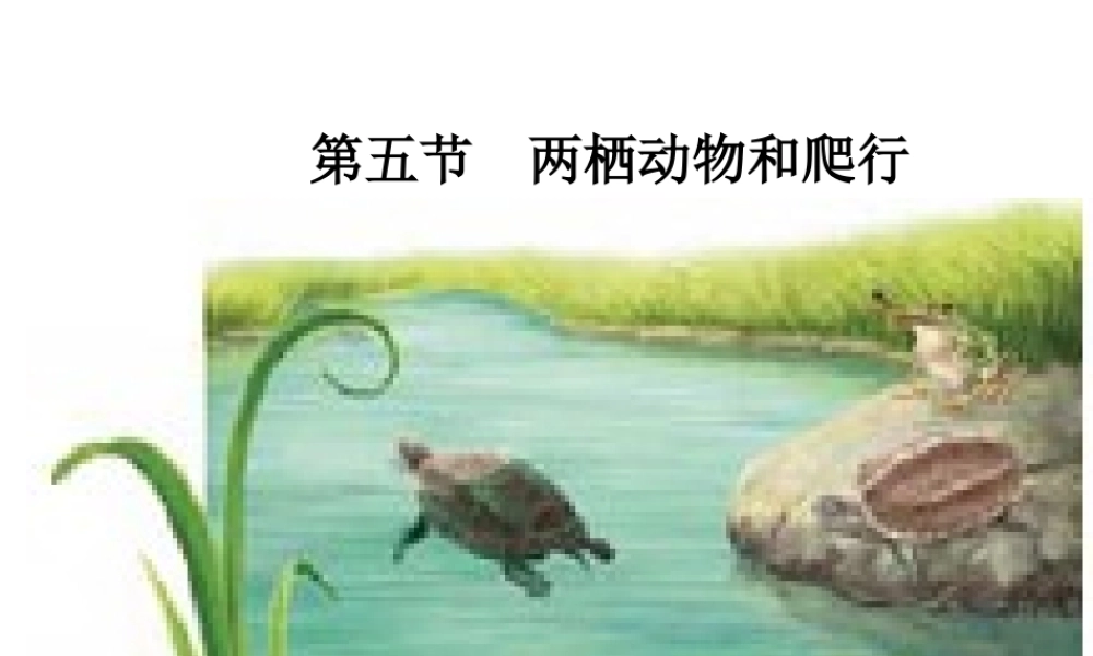 八年级生物上册 5.1.5 两栖动物和爬行动物 （新版）新人教版