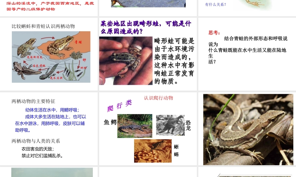 八年级生物上册 5.1.5 两栖动物和爬行动物 （新版）新人教版