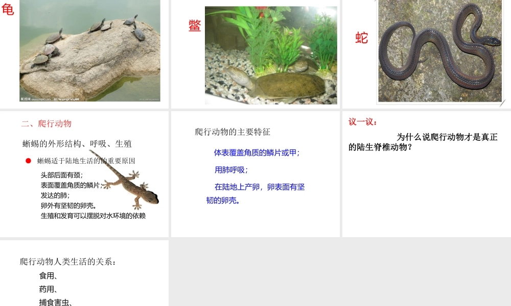 八年级生物上册 5.1.5 两栖动物和爬行动物 （新版）新人教版