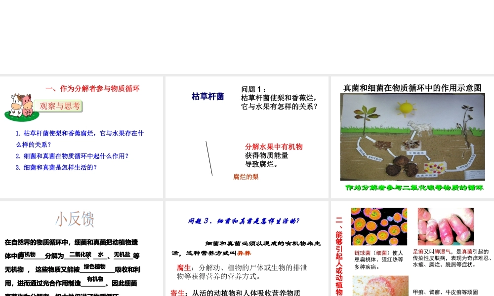 八年级生物上册 5.4.4 细菌和真菌在自然界中的作用课件2 （新版）新人教版
