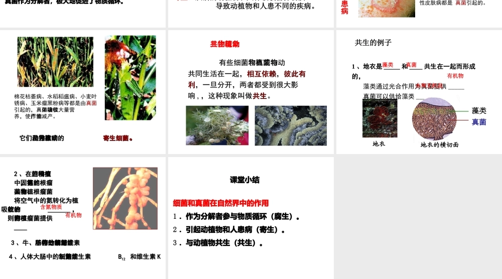 八年级生物上册 5.4.4 细菌和真菌在自然界中的作用课件2 （新版）新人教版