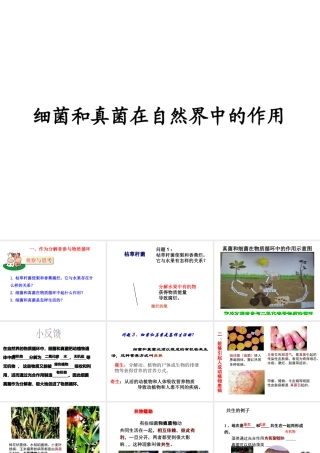 八年级生物上册 5.4.4 细菌和真菌在自然界中的作用课件2 （新版）新人教版