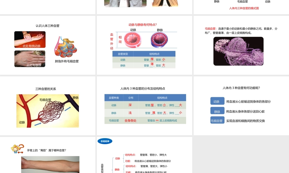 八年级生物上册 6.15.1 人体内物质的运输（第1课时）课件 （新版）苏科版-（新版）苏科级上册生物课件