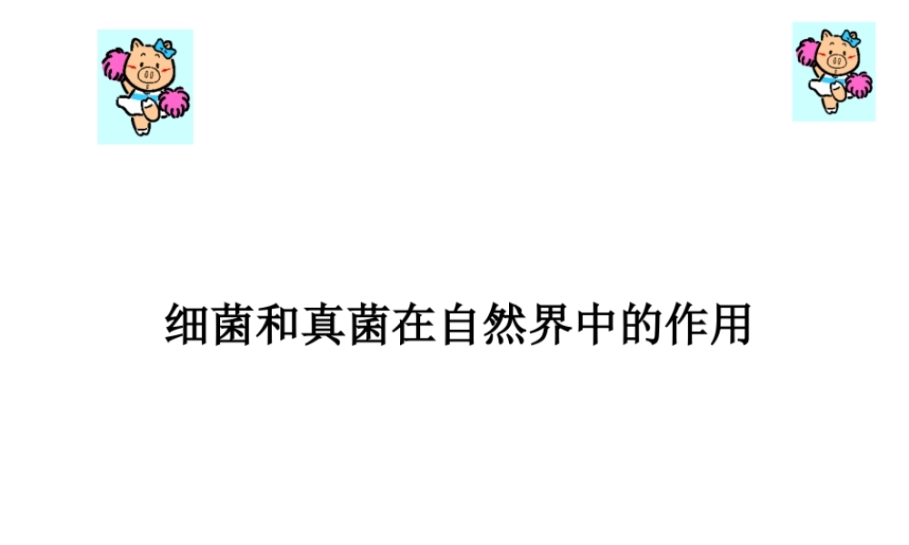 八年级生物上册 5.4.4 细菌和真菌在自然界中的作用课件3 （新版）新人教版
