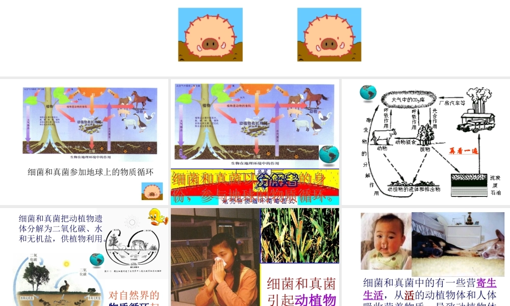 八年级生物上册 5.4.4 细菌和真菌在自然界中的作用课件3 （新版）新人教版
