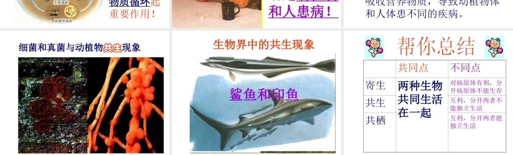 八年级生物上册 5.4.4 细菌和真菌在自然界中的作用课件3 （新版）新人教版