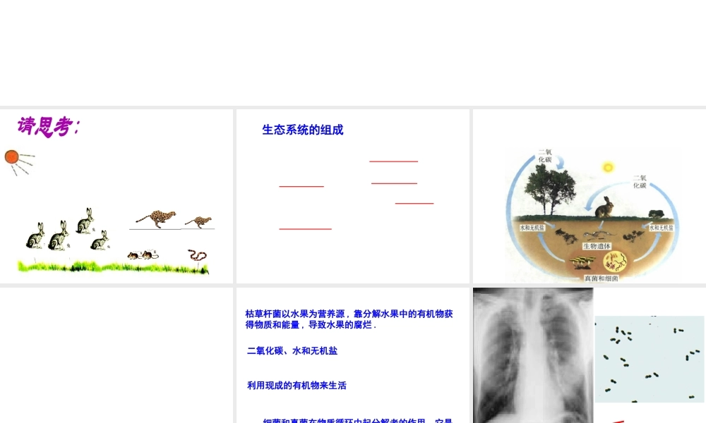 八年级生物上册 5.4.4 细菌和真菌在自然界中的作用课件4 （新版）新人教版