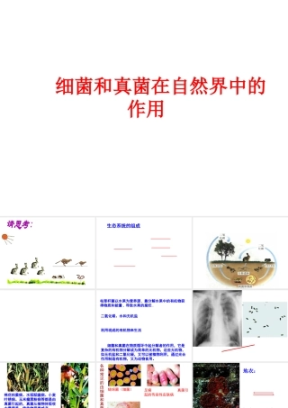 八年级生物上册 5.4.4 细菌和真菌在自然界中的作用课件4 （新版）新人教版