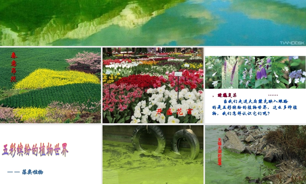 八年级生物上册 第14章第1节五彩缤纷的植物世界课件 （新版）苏教版-（新版）苏教版初中八年级上册生物课件