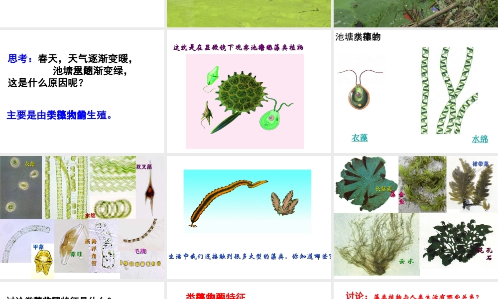 八年级生物上册 第14章第1节五彩缤纷的植物世界课件 （新版）苏教版-（新版）苏教版初中八年级上册生物课件