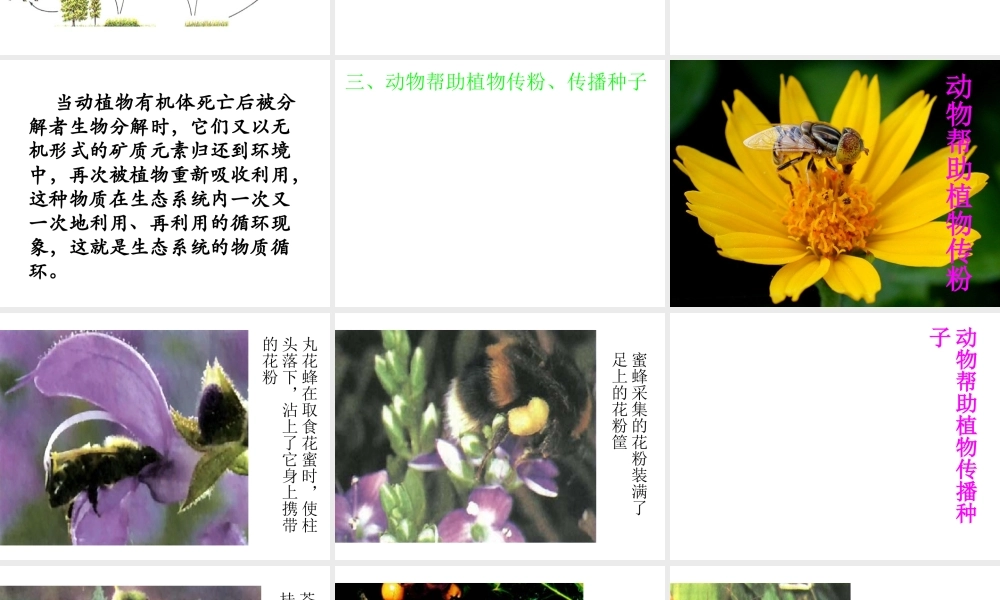 八年级生物上册 5.3 动物在生物圈中的作用课件4 （新版）新人教版